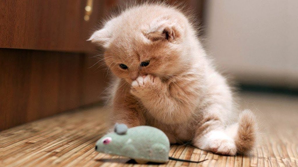 Tiếng kêu của Mèo thường được cho là không may mắn trong ngày Tết